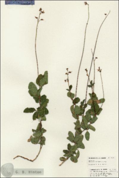 URN_catalog_HBHinton_herbarium_25463.jpg.jpg