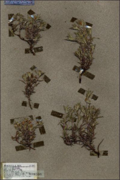 URN_catalog_HBHinton_herbarium_18974.jpg.jpg