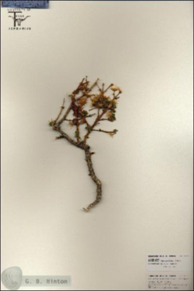 URN_catalog_HBHinton_herbarium_25803.jpg.jpg