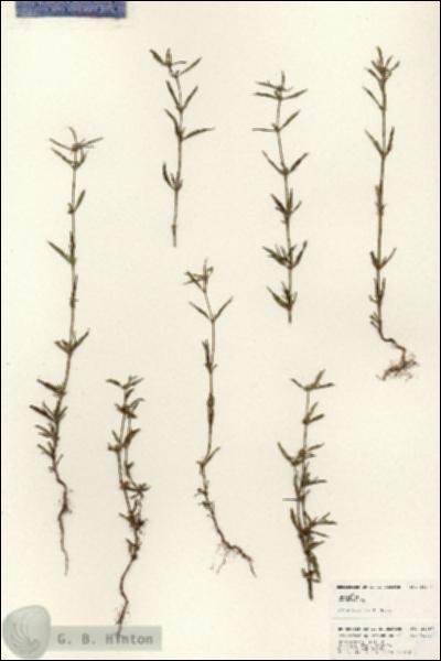 URN_catalog_HBHinton_herbarium_24797.jpg.jpg