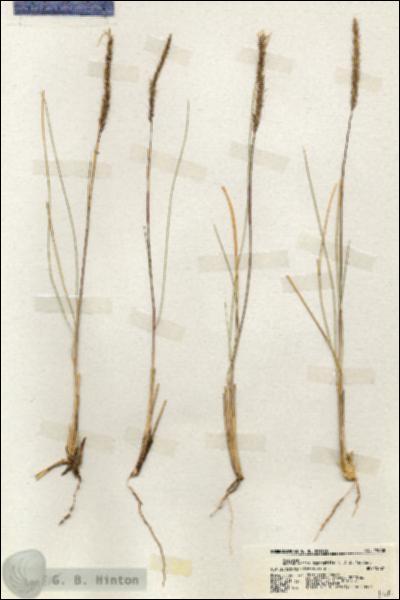 URN_catalog_HBHinton_herbarium_19868.jpg.jpg