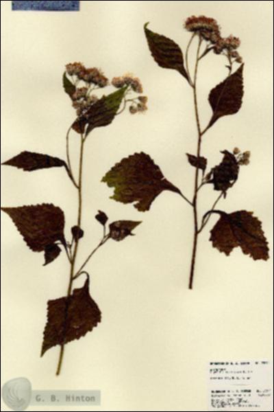 URN_catalog_HBHinton_herbarium_23212.jpg.jpg