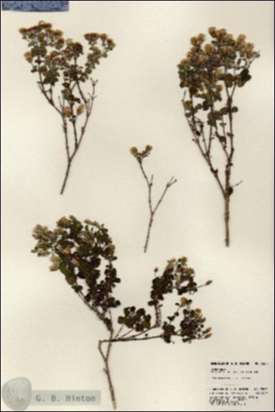 URN_catalog_HBHinton_herbarium_23675.jpg.jpg