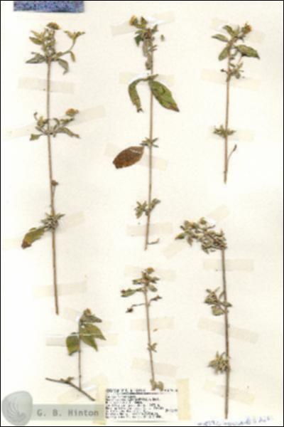 URN_catalog_HBHinton_herbarium_19336.jpg.jpg