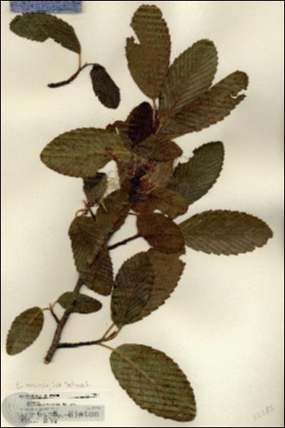 URN_catalog_HBHinton_herbarium_22283.jpg.jpg