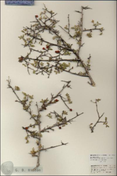 URN_catalog_HBHinton_herbarium_25704.jpg.jpg