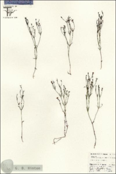 URN_catalog_HBHinton_herbarium_25449.jpg.jpg