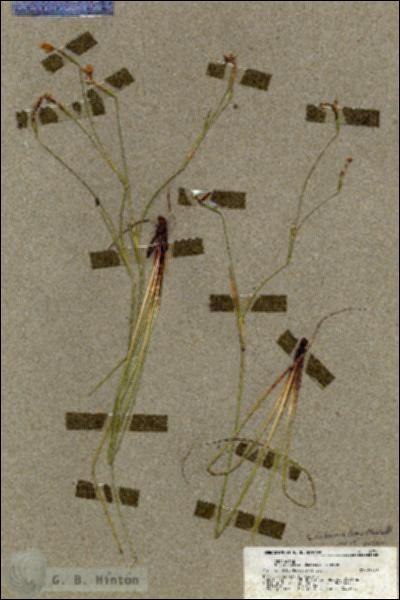 URN_catalog_HBHinton_herbarium_19799.jpg.jpg