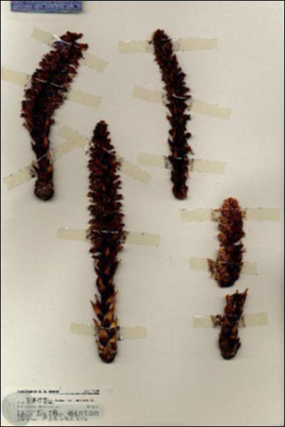 URN_catalog_HBHinton_herbarium_20185.jpg.jpg