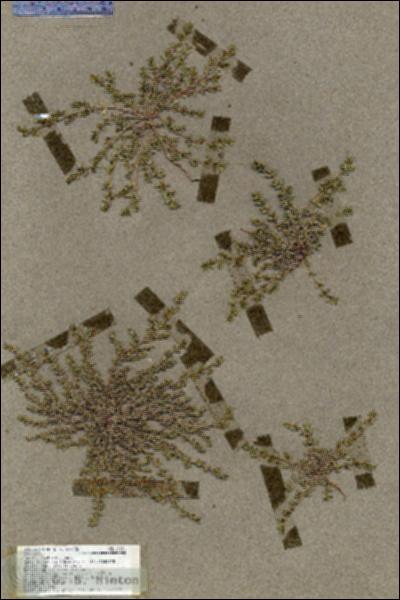 URN_catalog_HBHinton_herbarium_19531.jpg.jpg