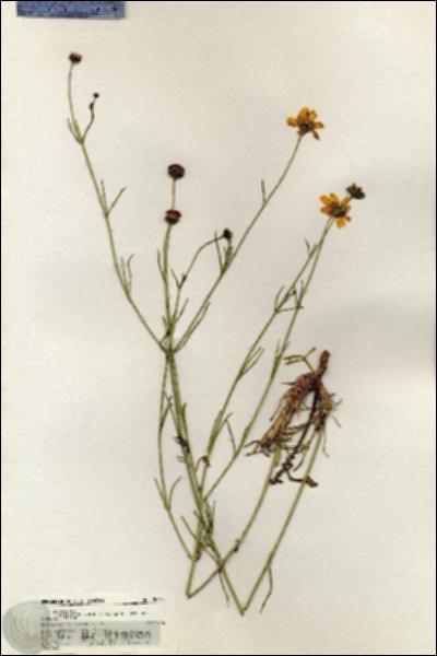URN_catalog_HBHinton_herbarium_20404.jpg.jpg