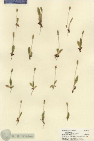URN_catalog_HBHinton_herbarium_21915.jpg.jpg