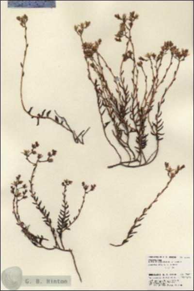 URN_catalog_HBHinton_herbarium_22462.jpg.jpg