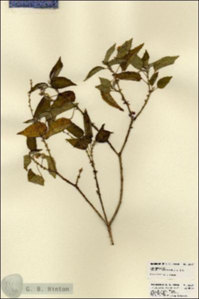 URN_catalog_HBHinton_herbarium_23287.jpg.jpg