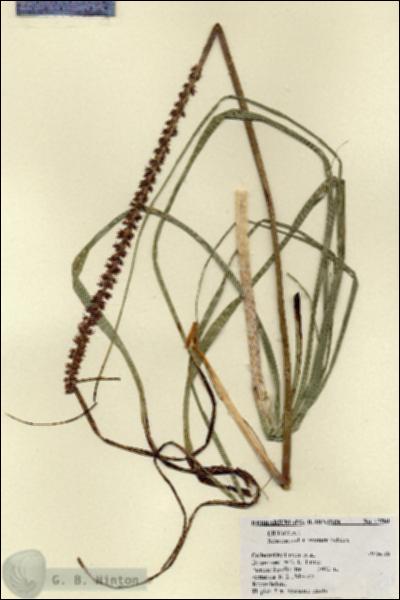 URN_catalog_HBHinton_herbarium_17581.jpg.jpg