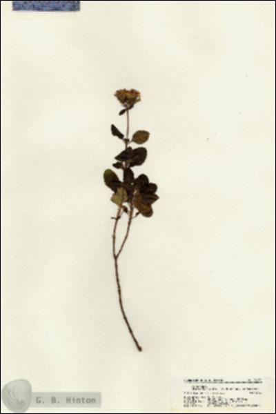 URN_catalog_HBHinton_herbarium_21651.jpg.jpg