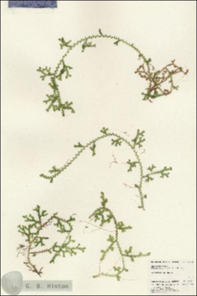 URN_catalog_HBHinton_herbarium_25112.jpg.jpg