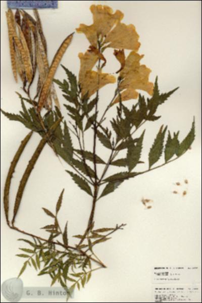 URN_catalog_HBHinton_herbarium_24968.jpg.jpg