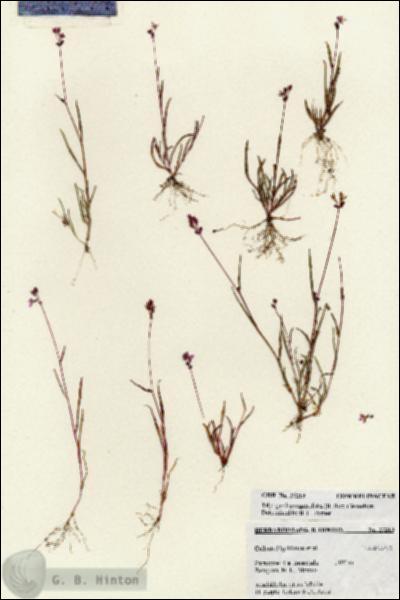 URN_catalog_HBHinton_herbarium_27213.jpg.jpg