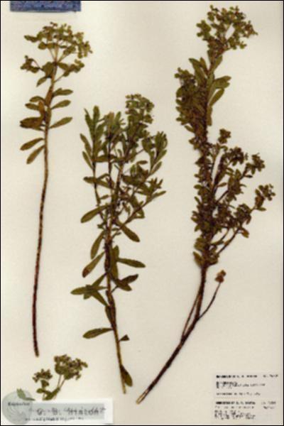 URN_catalog_HBHinton_herbarium_24389.jpg.jpg