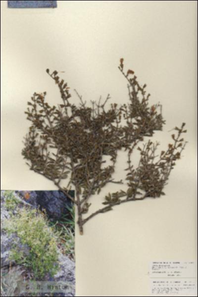 URN_catalog_HBHinton_herbarium_27083.jpg.jpg