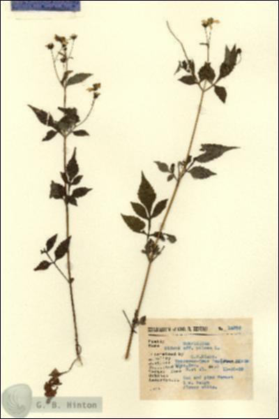 URN_catalog_HBHinton_herbarium_14895.jpg.jpg