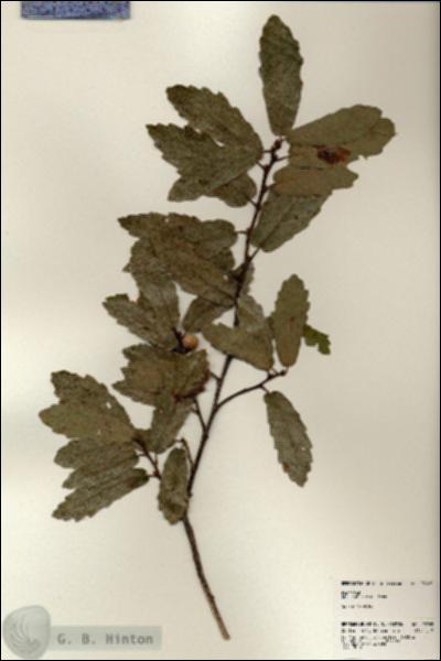 URN_catalog_HBHinton_herbarium_23905.jpg.jpg