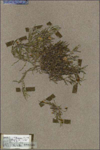 URN_catalog_HBHinton_herbarium_19499.jpg.jpg