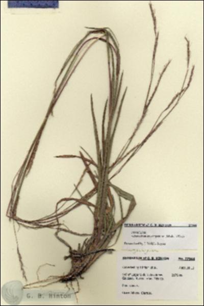 URN_catalog_HBHinton_herbarium_27944.jpg.jpg