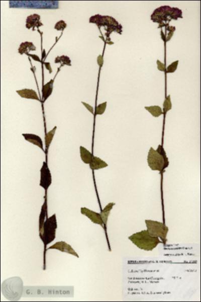 URN_catalog_HBHinton_herbarium_27289.jpg.jpg