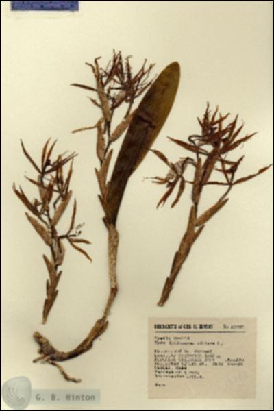 URN_catalog_HBHinton_herbarium_13782.jpg.jpg