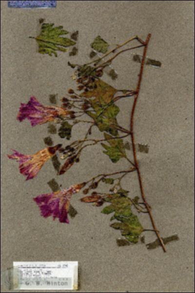 URN_catalog_HBHinton_herbarium_17942.jpg.jpg