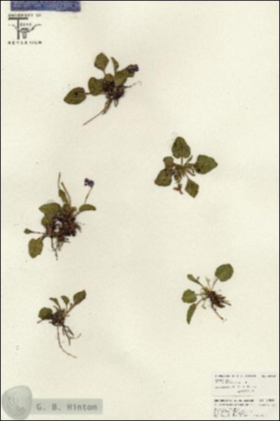 URN_catalog_HBHinton_herbarium_26529.jpg.jpg