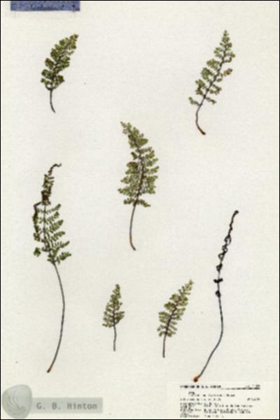 URN_catalog_HBHinton_herbarium_21076.jpg.jpg