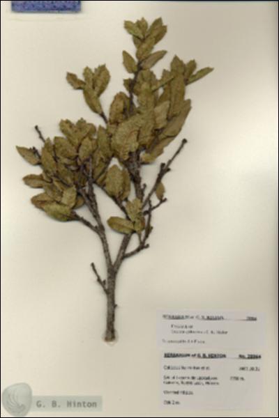 URN_catalog_HBHinton_herbarium_28064.jpg.jpg