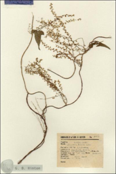 URN_catalog_HBHinton_herbarium_15513.jpg.jpg