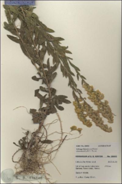 URN_catalog_HBHinton_herbarium_28093.jpg.jpg
