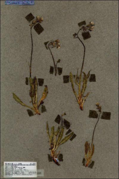 URN_catalog_HBHinton_herbarium_18317.jpg.jpg