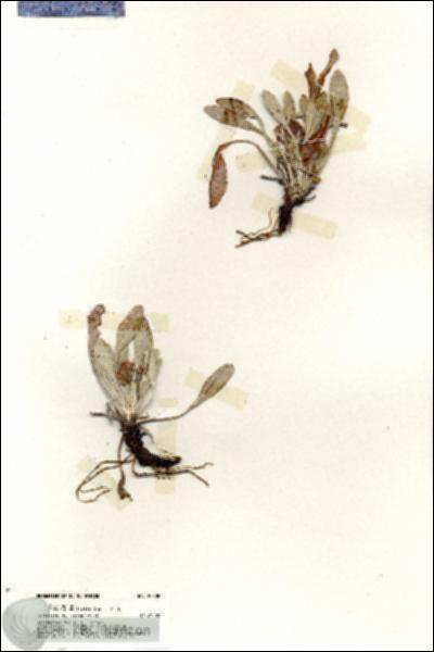 URN_catalog_HBHinton_herbarium_20208.jpg.jpg