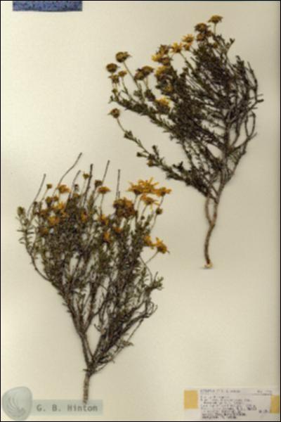 URN_catalog_HBHinton_herbarium_17756.jpg.jpg