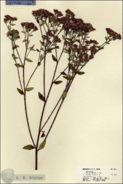 URN_catalog_HBHinton_herbarium_22521.jpg.jpg