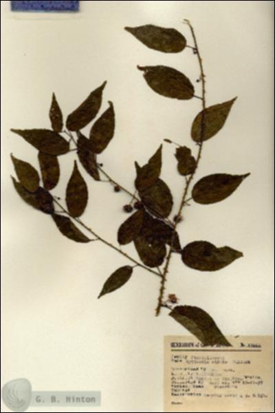 URN_catalog_HBHinton_herbarium_11664.jpg.jpg