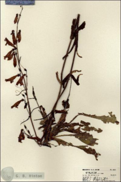 URN_catalog_HBHinton_herbarium_22215.jpg.jpg