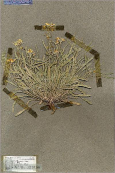 URN_catalog_HBHinton_herbarium_19501.jpg.jpg