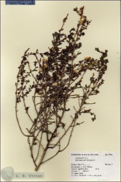 URN_catalog_HBHinton_herbarium_27554.jpg.jpg