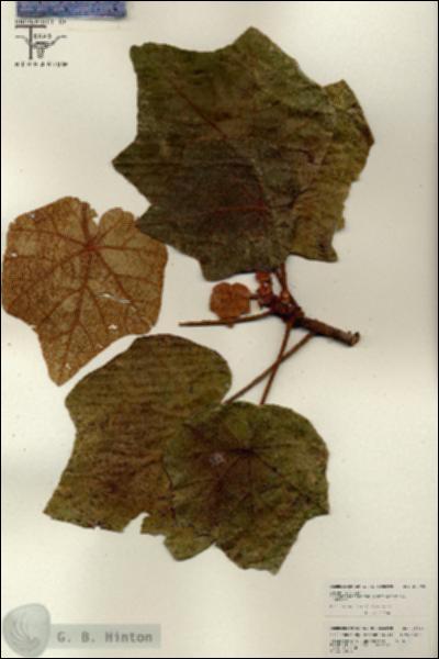 URN_catalog_HBHinton_herbarium_26093.jpg.jpg