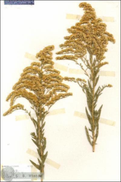 URN_catalog_HBHinton_herbarium_17123.jpg.jpg
