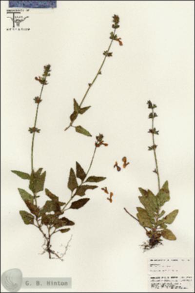 URN_catalog_HBHinton_herbarium_25602.jpg.jpg