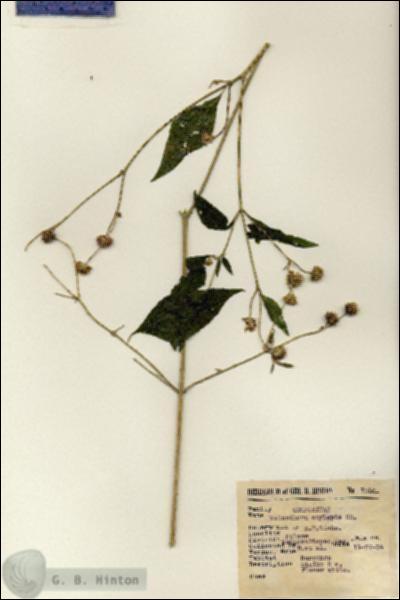 URN_catalog_HBHinton_herbarium_7050.jpg.jpg