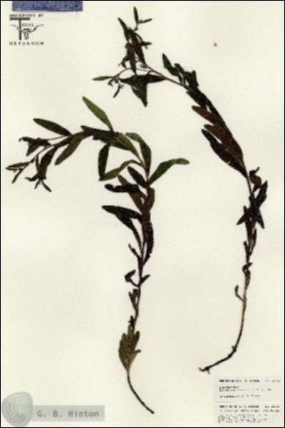 URN_catalog_HBHinton_herbarium_25443.jpg.jpg